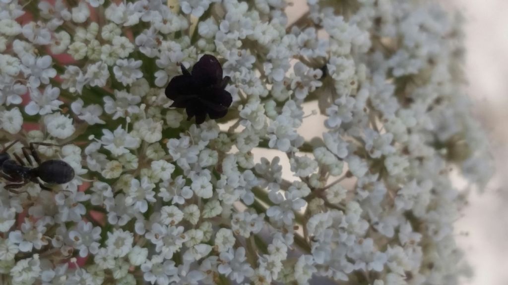Daucus carota?  Sì !